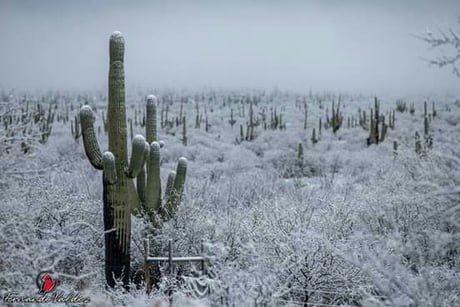 Cactus sonorense nevado